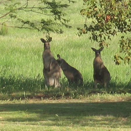 Pericoe Retreat Bed and Breakfast Dubbo Exteriör bild