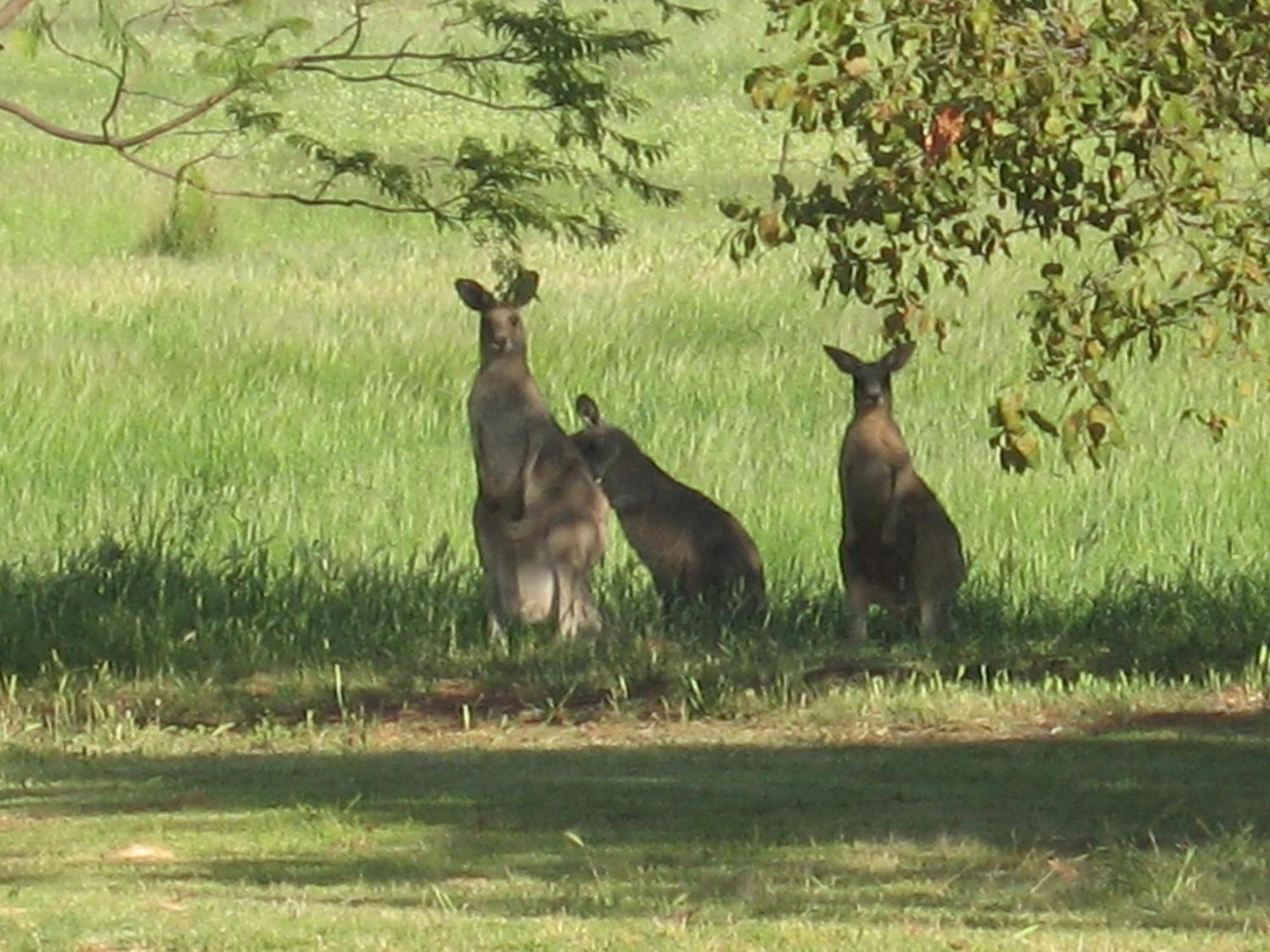 Pericoe Retreat Bed and Breakfast Dubbo Exteriör bild